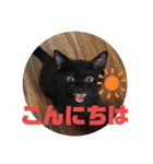 吉之助＆きなこ(総集編)（個別スタンプ：32）