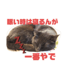 吉之助＆きなこ(総集編)（個別スタンプ：35）