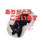吉之助＆きなこ(総集編)（個別スタンプ：37）