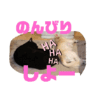 吉之助＆きなこ(総集編)（個別スタンプ：39）