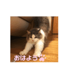 ゆるゆる猫の写真スタンプ（個別スタンプ：1）
