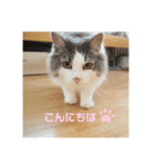ゆるゆる猫の写真スタンプ（個別スタンプ：2）