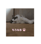 ゆるゆる猫の写真スタンプ（個別スタンプ：3）