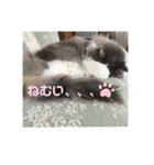 ゆるゆる猫の写真スタンプ（個別スタンプ：4）