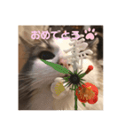 ゆるゆる猫の写真スタンプ（個別スタンプ：5）