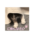 ゆるゆる猫の写真スタンプ（個別スタンプ：6）
