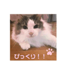 ゆるゆる猫の写真スタンプ（個別スタンプ：7）