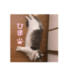 ゆるゆる猫の写真スタンプ（個別スタンプ：8）
