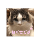 ゆるゆる猫の写真スタンプ（個別スタンプ：9）