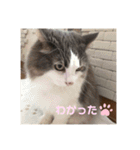 ゆるゆる猫の写真スタンプ（個別スタンプ：10）