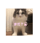 ゆるゆる猫の写真スタンプ（個別スタンプ：11）