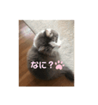 ゆるゆる猫の写真スタンプ（個別スタンプ：12）