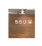 ゆるゆる猫の写真スタンプ（個別スタンプ：13）