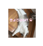 ゆるゆる猫の写真スタンプ（個別スタンプ：14）