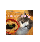 ゆるゆる猫の写真スタンプ（個別スタンプ：15）