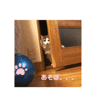 ゆるゆる猫の写真スタンプ（個別スタンプ：16）