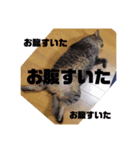 うちのデブ猫シリーズ1。たまに飼主出没。（個別スタンプ：1）