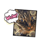 うちのデブ猫シリーズ1。たまに飼主出没。（個別スタンプ：2）