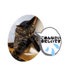 うちのデブ猫シリーズ1。たまに飼主出没。（個別スタンプ：3）