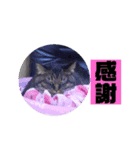 うちのデブ猫シリーズ1。たまに飼主出没。（個別スタンプ：4）