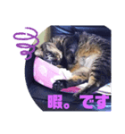 うちのデブ猫シリーズ1。たまに飼主出没。（個別スタンプ：6）