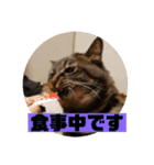 うちのデブ猫シリーズ1。たまに飼主出没。（個別スタンプ：7）