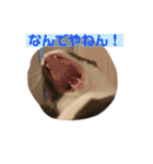 ちゃ助のスタンプ（個別スタンプ：21）