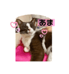 ちゃ助のスタンプ（個別スタンプ：25）