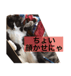 ちゃ助のスタンプ（個別スタンプ：35）