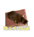 ちゃ助のスタンプ（個別スタンプ：38）