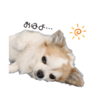 ちわわのちわ（個別スタンプ：1）