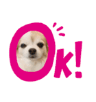 ちわわのちわ（個別スタンプ：13）