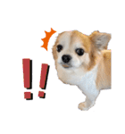 ちわわのちわ（個別スタンプ：16）