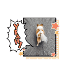 ちわわのちわ（個別スタンプ：21）