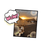 ちわわのちわ（個別スタンプ：22）