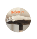 ソラジロウver2（個別スタンプ：5）