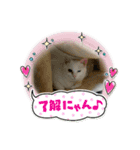 ハジ＆キリ猫の日常❸（個別スタンプ：6）