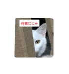 ハジ＆キリ猫の日常❸（個別スタンプ：9）