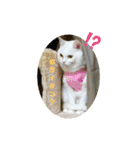 ハジ＆キリ猫の日常❸（個別スタンプ：10）