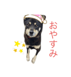 日常で使えるアズキちゃんスタンプ（個別スタンプ：3）