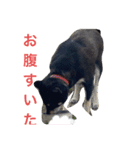 日常で使えるアズキちゃんスタンプ（個別スタンプ：4）