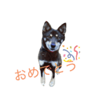 日常で使えるアズキちゃんスタンプ（個別スタンプ：9）