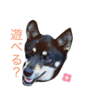 日常で使えるアズキちゃんスタンプ（個別スタンプ：10）