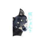日常で使えるアズキちゃんスタンプ（個別スタンプ：12）
