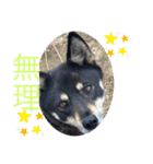 日常で使えるアズキちゃんスタンプ（個別スタンプ：15）