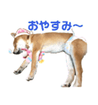 うちのみかんちゃんスタンプ（個別スタンプ：3）