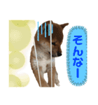 うちのみかんちゃんスタンプ（個別スタンプ：10）