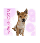 うちのみかんちゃんスタンプ（個別スタンプ：14）