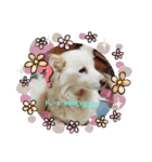 大好きな愛犬をスタンプにしました（個別スタンプ：1）