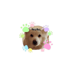 大好きな愛犬をスタンプにしました（個別スタンプ：2）